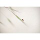 MARBURG | Walking Ladybug
